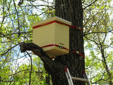 roblox bee swarm trap