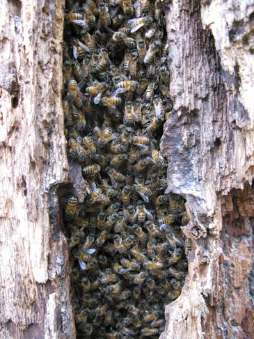wild honey bee hive designs