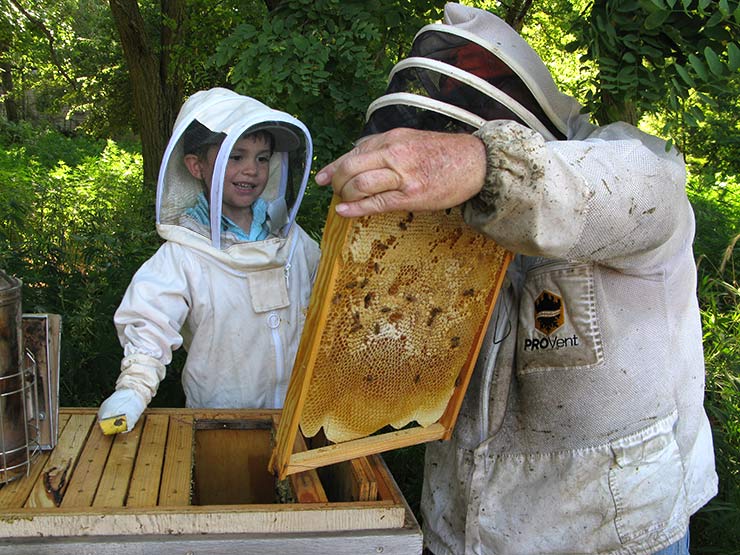 Beekeeping the old way, News