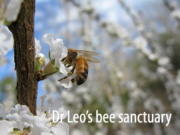 https://horizontalhive.com/honey-bee-images/dr-leos-bee-sanctuary-ozarks.jpg