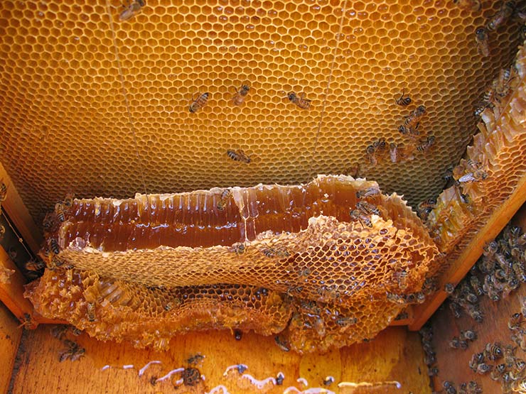 https://horizontalhive.com/honey-bee-images/honey-comb-collapse.jpg