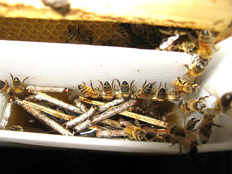 honey bee feeder plans