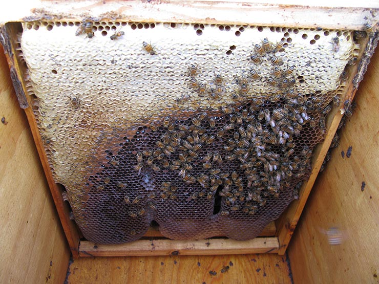 https://horizontalhive.com/honey-bee-images/layens-ideal-wintering-frame.jpg