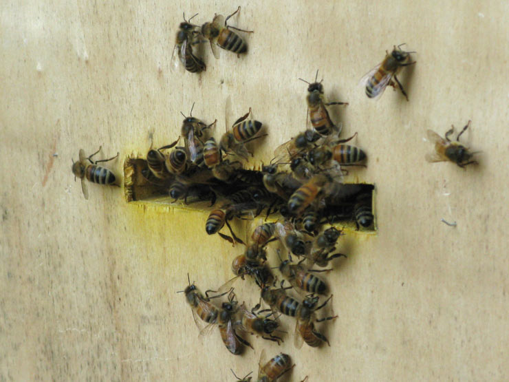 Black Bee Cage Swarm Trap Swarming Catcher Beekeeping Beekeeper ToTSXINDVVHH 